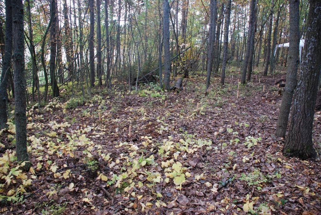 3.2. Koeoja 2 ja sen laajennus Saarekkeen läpi kulkevan tieuran eteläpuolella hyvin loivasti etelään viettävällä alueella sijaitsi tutkimusalue 2.