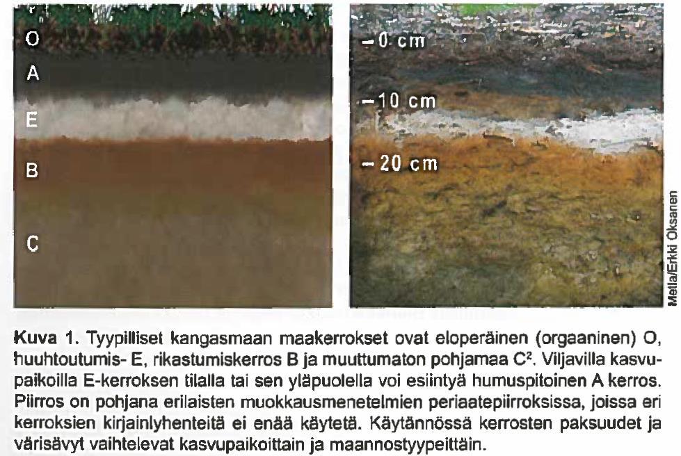 Etelä-Suomen ja Keski-Suomen viljavilla kasvupaikoilla kangashumuskerroksen