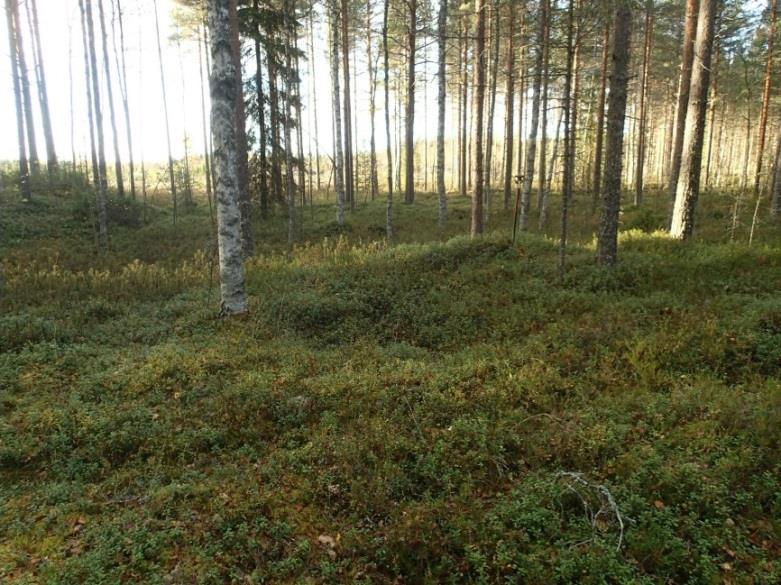 15 Kiukaan jäänne ja sen edessä kuoppa. tervahauta häämöttää vas. Pohjoiseen. 132 SIIKAJOKI SOUKATSUOT N Mjtunnus: Rauh.