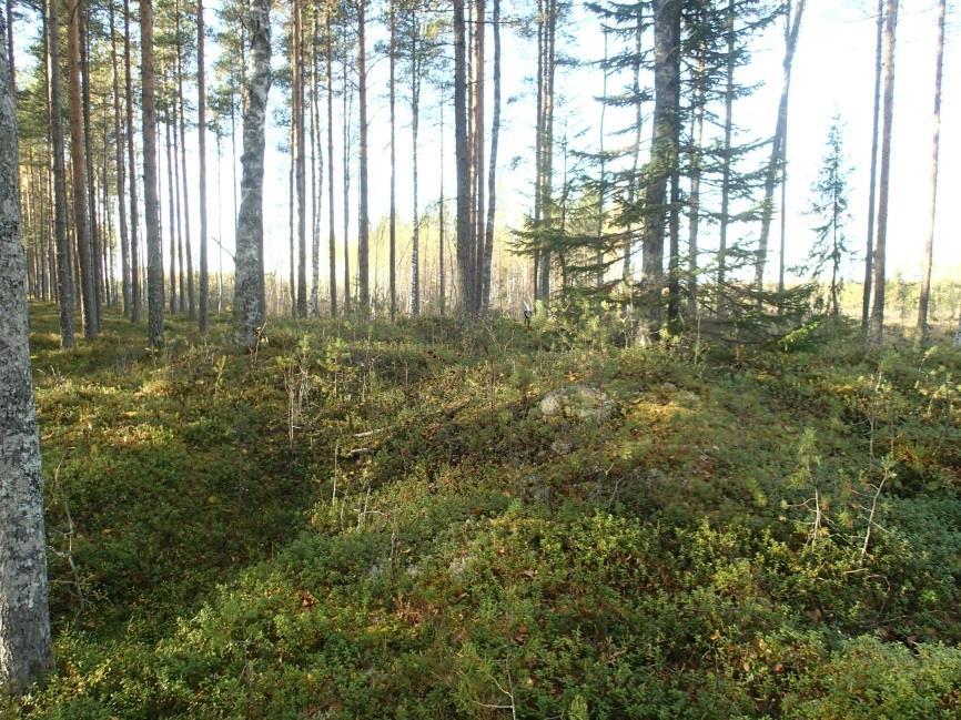 8 Tervahaudan halssi etualalla, pohjoiseen. 117 SIIKAJOKI MESILÄNKANGAS Mjtunnus: Rauh.