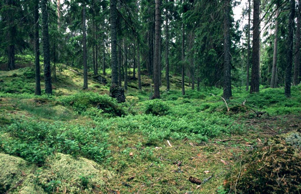 Tuore kangas (MT, PlT) Seinäsammal-varpukankaita Paksu huonosti lahonnut kangashumuskerros E-S 46,8 %, P-S 50,2 % Pohjakerros: seinä- ja kerrossammal muodostavat muiden kangassammallajien kanssa