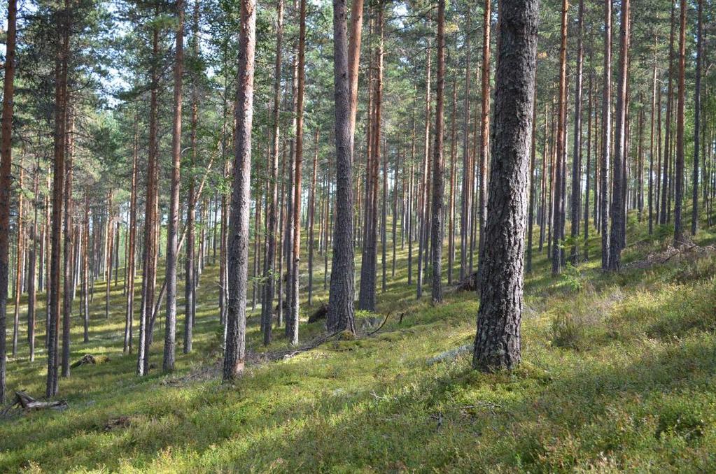 Kuivahko kangas (VT, HyVT) Seinäsammal-varpukankaita, jäkäliä yleisesti Paksu kangashumuskerros Laihoilla, niukasti hienojakoisia aineksia sisältävillä moreenimailla sekä hiekka- ja someromailla E-S