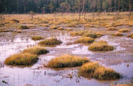 Lyhytkorsiräme