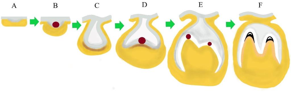 6 epiteelin ja mesenkyymin rajapinnasta muodostaen dentiini- ja kiillematriksin (Thesleff 2003b). Kiilteen muodostusta edeltää aina dentiinin muodostuminen (Berkovitz 2009). KUVA 1.