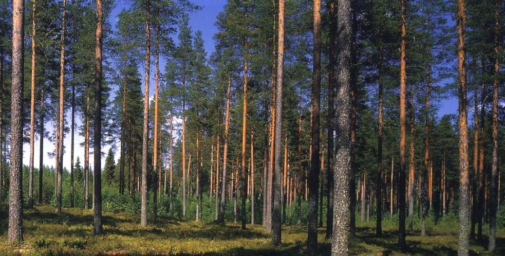Metsätalouden investointien