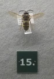 Ne saattavat näyttää vaikka oksanpätkältä tai maahan tippuneelta lehdeltä.