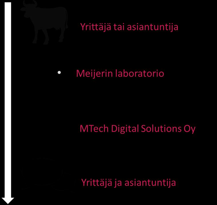 15 (46) daan käytännössä jakaa neljään osaan (kuvio 2). Ensimmäinen osa on koelypsy, mikä lypsykarjatilojen on tehtävä tuotosseurantaan kuuluessaan vähintään kuusi kertaa vuodessa.