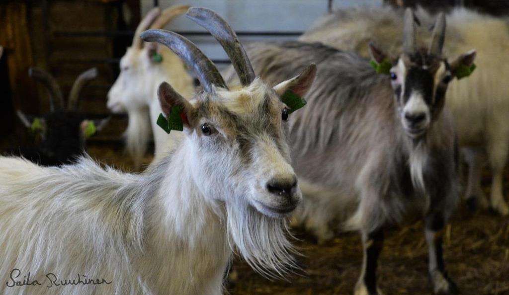 7 (46) KUVA 1. Suomessa olevista vuohista suurin osa on suomenvuohia. Suomenvuohilla on oma kantakirjaohjesääntö.