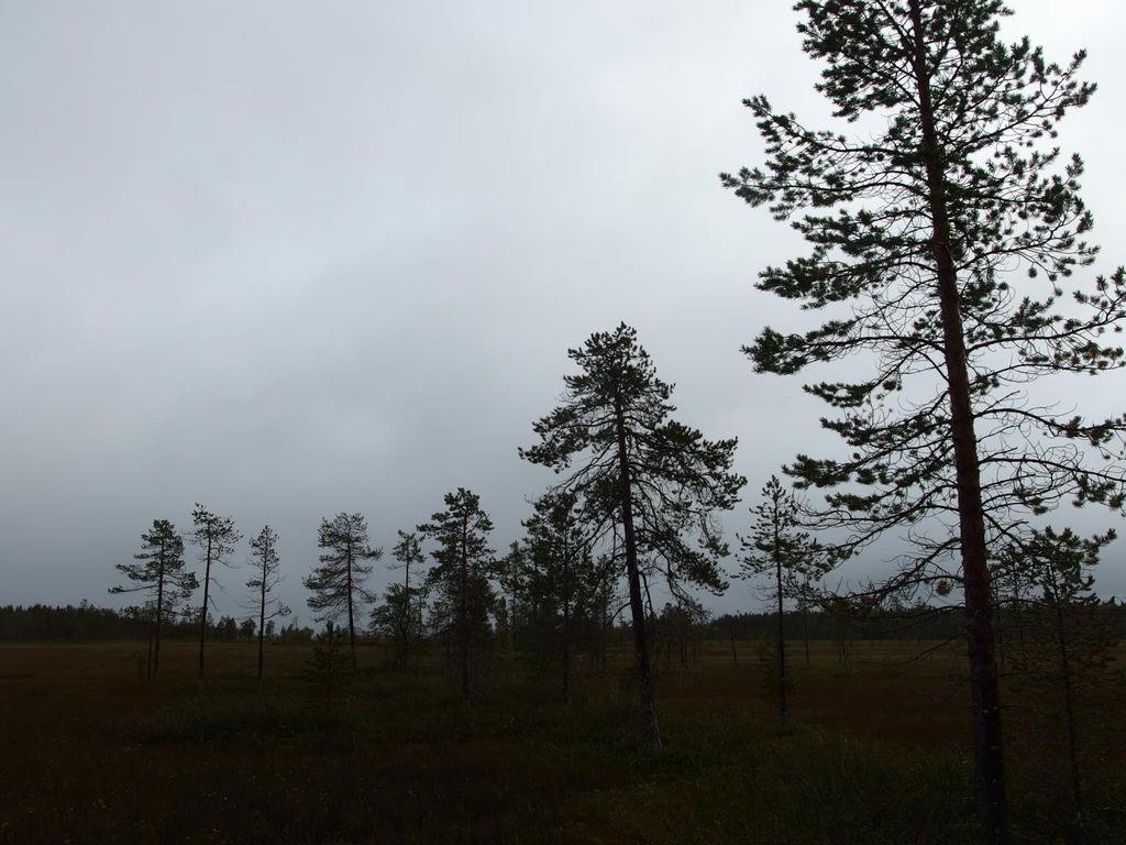 Näkemyserot paikan arvosta Erilaiset maailmankuvat Tiedon ja vallan epäsuhta Paikalliset ihmiset eivät tiedä mitä yhtiö tietää, esim.