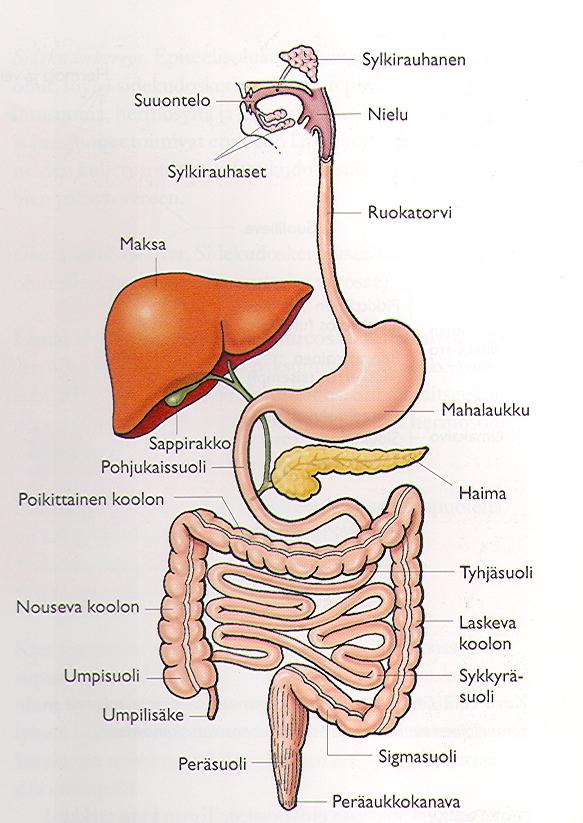 Suoliston osuus nivelvaivoihin? Lähde: Sand ym. Ihminen. Fysiologia ja anatomia. Sanoma Pro. 2007.