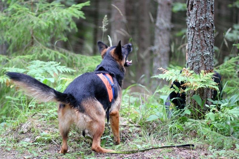 geenivirheen yleisyys rodussa on alle 1%. Sairautta aiheuttavan geenivirheen yleisyys rodussa on alle 1%.