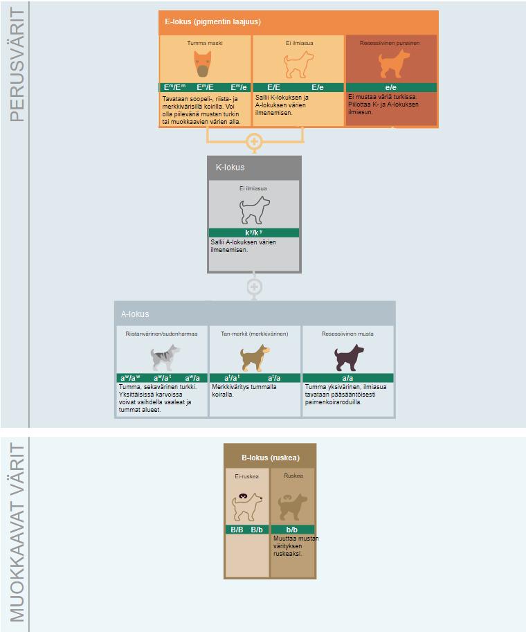 Ulkonäköominaisuudet saksanpaimenkoiran väriä ja turkin tyyppiä voidaan geenitestata Useita saksanpaimenkoirien ulkonäköominaisuuksia, kuten karvanlaatua ja turkin väriä voidaan testata.