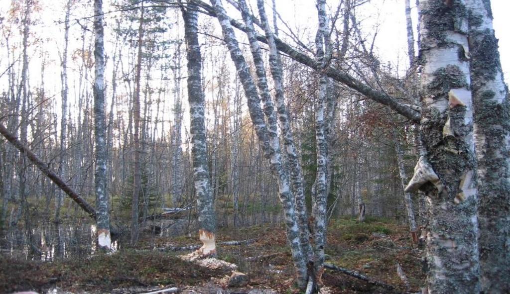 Alue-ekologinen suunnittelu monimuotoisuustyön pohja Monitavoitteista metsäsuunnittelua Ekologiset tavoitteet ja eri käyttömuodot sovitetaan yhteen Tavoitteena monimuotoisuuden säilyttäminen pitkällä