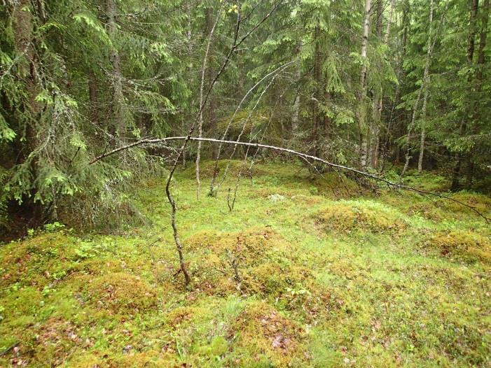 3 Inventointi Nokian kaupunki on kaavoittamassa Kolmenkulman aluetta, metsäaluetta keskustan ja Porintien (vt. 11) pohjoispuolella, joka idässä rajautuu Tampereen rajaan.