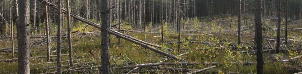 pihlajaa) Männyntaimia 0 klp/ha Lahopuuta