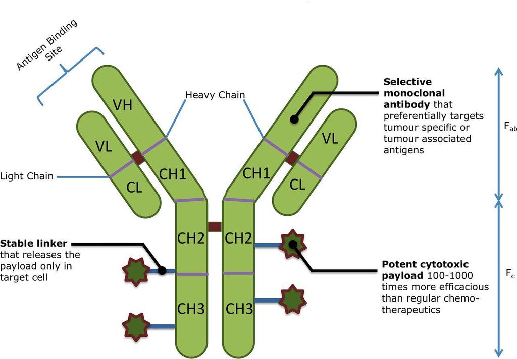 Vasta-ainekonjugaatin rakenne Spesifinen monoklonaalinen vasta-aine (humanisoitu) Toksinen solunsalpaaja Linkkeri