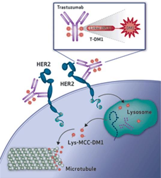 Trastutsumabi-DM1 (Kadcyla ) Myyntilupa FDA 2013 Levinneen Her2-positiivisen rintasyövän hoitoon Konjugoitu DM1-solunsalpaaja tioeetteri linkkerillä, johon lisätty MCC-osa Trastutsumabiin (Herceptin