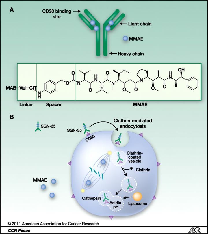 Brentuksimabi vedotin (Adcetris ) FDA hyväksyi vuonna 2011 Hodgkinin lymfooman hoitoon Anti-CD30 mab:seen on kiinnitetty Val-Cit dipeptidi ja tioeetteri linkkerien avulla