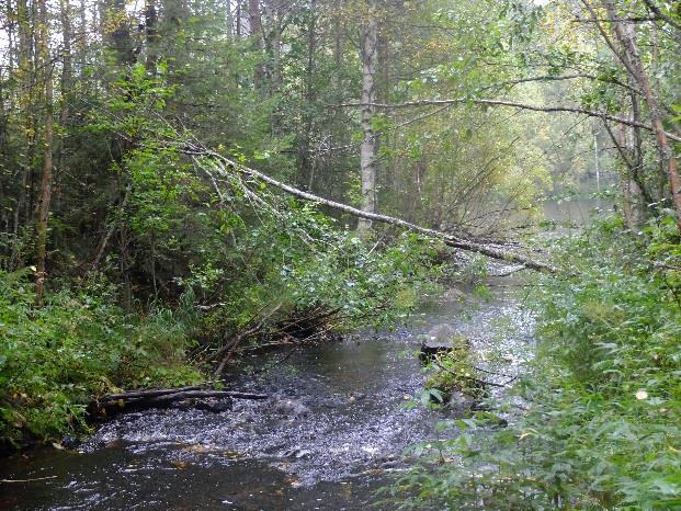 Kohde nro 13 on metsälain mukainen kohde.