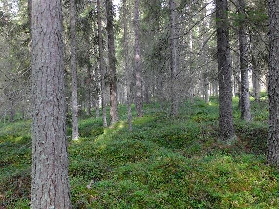 metsälauha 1 Kuvat 14 abcd. Osa-alueelle tyypillistä pääosin mäntyvaltaista kangasmetsää. Maapuita tai pystypökkelöitä esiintyy niukalti.