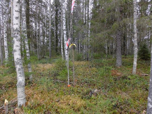 19 kasvillisuus Osa-alueen pohjoisosassa metsä on kuusivaltaista sekapuustoa. Lehtipuuston (haapa, koivu) osuus on suuri. Puusto on eri-ikäistä.