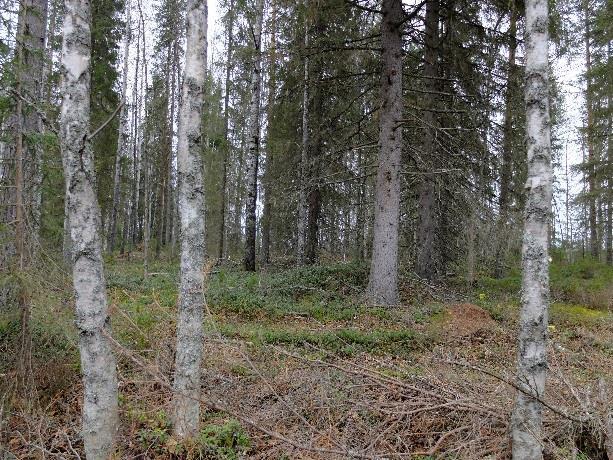 Osa-alueen pohjois- ja keskivaiheilla on harvennettua tuoretta kuusivaltaista tuoretta kangasta.