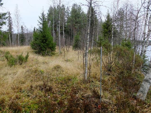 20 Kuvat 20ab. Alueen eteläosassa on heinittynyttä vanhaa pelto/niittyaluetta. Reunavyöhykkeen puusto koivu-kuusi sekapuustoa.