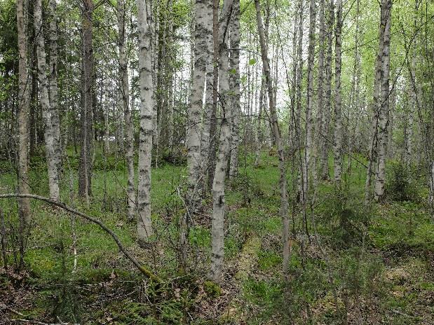 Tämän pohjukan ranta-alueet ovat muuta aluetta jyrkemmin viettävää moreenirinnettä. osa-alueella Emäjokeen laskee kaksi uomaa; jo mainittu Käärmepuro sekä alueen pohjoisosassa kaksi pelto-/suo-ojaa.