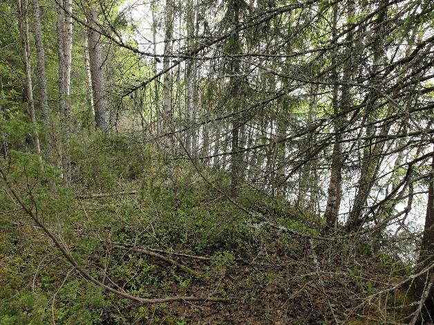 22 Kuvat 24ab. Molemmissa kuvissa erottuu selvä jyrkkä jokitörmä. Törmän puusto koostuu tasaikäisestä sekapuustossa.