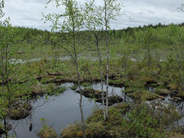 23 Kuvat 27ab. tulvivaa suo-aluetta Emäjoen itäpuolella. Alueen erottaa nykyuomasta vain kapeahko rantatörmä. Alueella on linnustollista merkitystä.