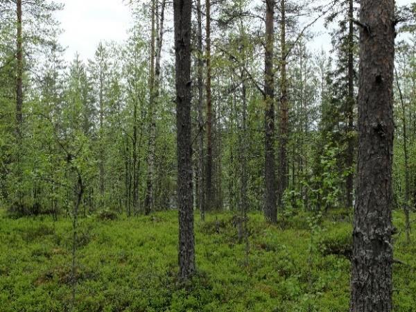 vitis-idaea, puolukka 3 Melampyrum pratense kangasmaitikka 2 Trientalis europpaea, metsätähti 1 Calamagrostis arundinace, metsäkastikka 1 Agrostis capillaris, nurmirölli 1-2 Equisetum sylvaticum,