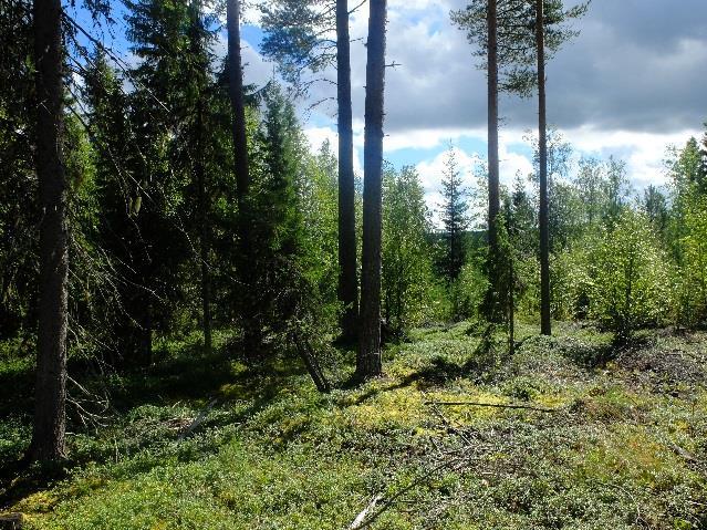 24 Osa-alue rajoittuu pohjoisessa maatilakokonaisuuteen. Alueen topografia on lievästi länteen nousevaa. Maaperä lienee kohtuullisesti lajittunutta glasifluviaalista ainesta (ks. kuva 29a).