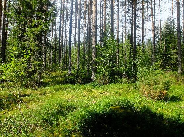 Tien ja Emäjoen välissä muuntuu puusto tuoreeksi kuusikankaaksi, jopa lehtomaiseksi kankaaksi. Maapuita tai pystykeloja ei ole, ja lehtipuusto on nuorehkoa koivua. (ks. kuvat 29b ja 30b). Kuvat 30ab.