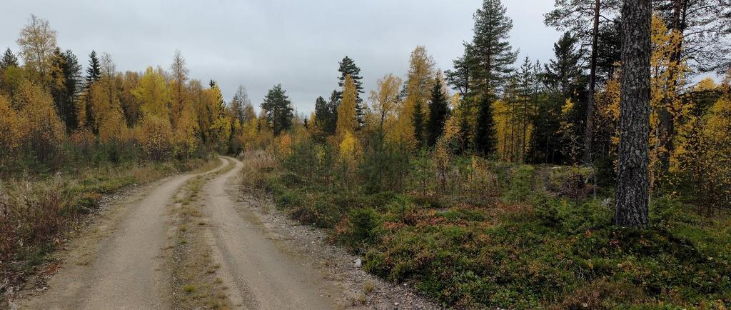 25 kasvillisuus Valtaosa osa-alueesta on taimikkoa. Jokitörmällä kasvava suojapuusto on pääosin mäntykuusisekapuustoa. Vähäisessä määrin kasvaa koivua ja muuta lehtipuustoa.