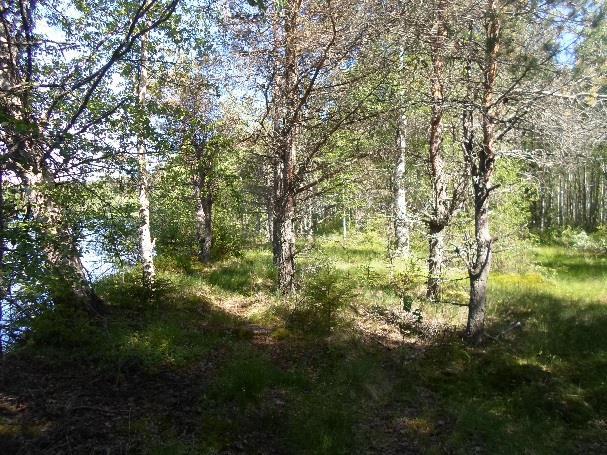 Toinen huomionarvoinen kohde sijaitsee Mutkalan itäpuolella: lehtomaisen kankaan alue (nro 2) sekä suoalue (nro 3). Viimeksi mainittu on metsälain mukainen kohde.