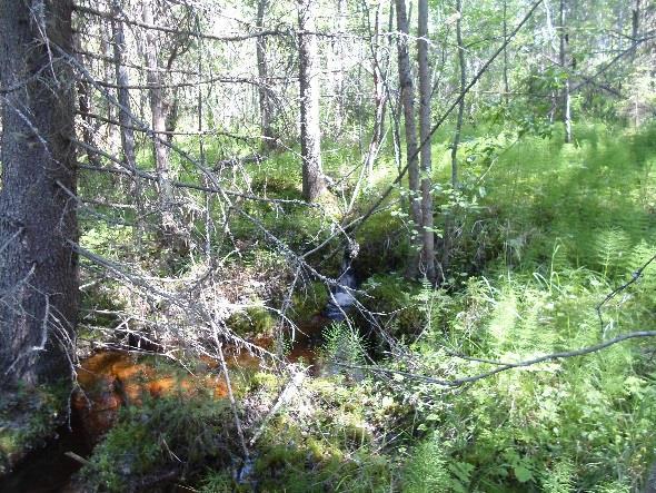 Kasvillisuus uomien läheisyydessä on lehtomaisen rehevää. Maapuita tai muuta kelopuustoa ei kuitenkaan esiinny.