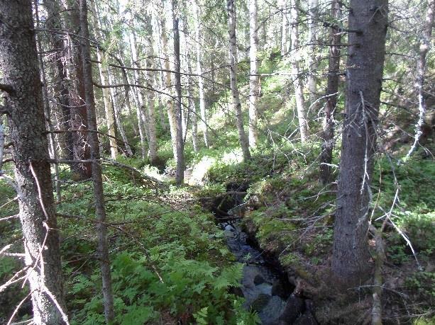 Maapuita tai pystykeloja ei kuitenkaan esiinny. Puusto on tasaikäistä ja on pääosin yhden latvuskerroksen metsää.