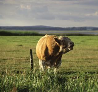 Green meat naturally grazed beef