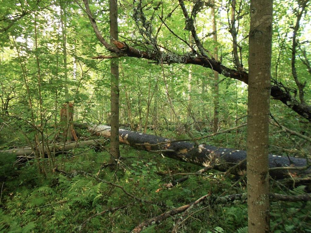 Kuva 14. Järeä kuusilahopuu on yleinen rakennetekijä monilla selvitysalueen metsäkuvioilla. Selvitysalueelta ei todettu merkittäviä jalopuiden kääpälajistoon liittyviä arvoja.
