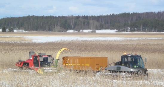 talvella varastoituneena juurakkoon) Suomessa muutamalla yrittäjällä