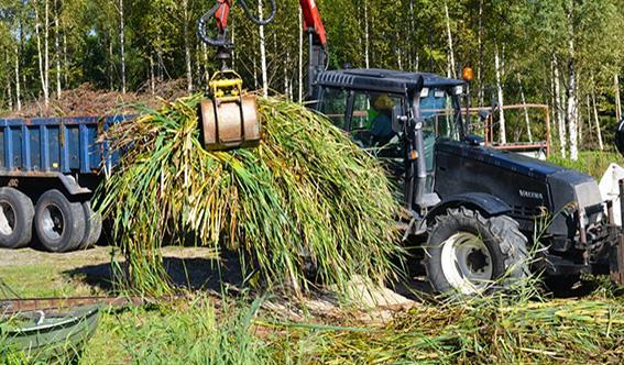 kasvimassa kannattaa läjittää paikkaan,