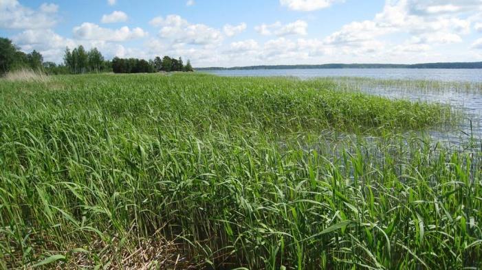 Rannan käyttötarpeet ja toiminnot, lähi- ja kaukomaisema rannalta ja vesistöstä Historia, suojelualueet,