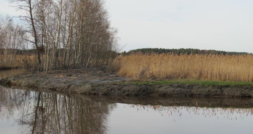 (kalkitus ym.) Istutus, kylvö tai luontainen kasvittuminen rantakoivikko, nurmikko, pelikenttä, kostea niitty jne.