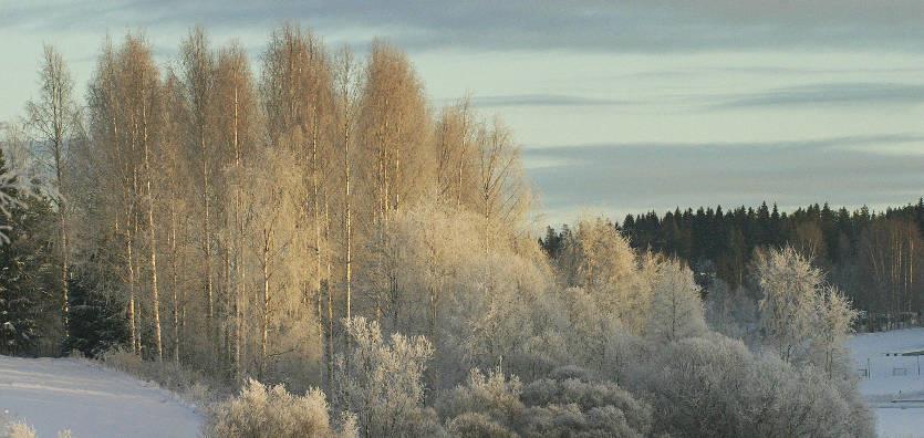 Vaurioituneiden puiden korjuu, esimerkki Myrskyn ja lumen vaurioittamien puiden korjuu Esim n.2,5 hehtaaria 45 vuotiasta kuusikkoa.