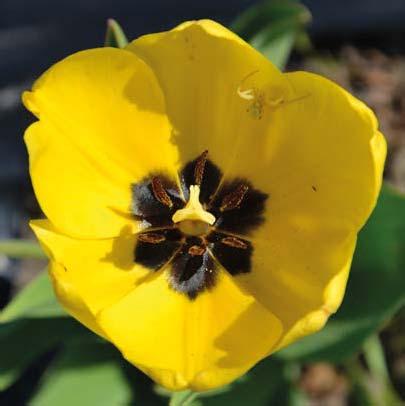 Vanhoja tulppaanilajikkeita on tulosten perusteella säilynyt pääasiassa Etelä-Suomessa. Tämä voi johtua tulppaanin tavasta kasvattaa kokonaan uusi sipuli seuraavaa kasvukautta varten.