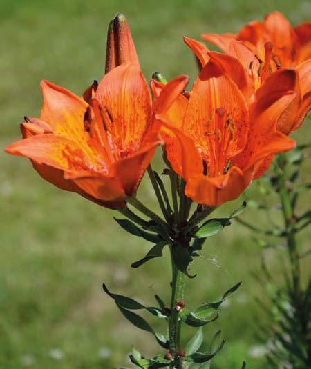 punaiset, sekä Orange Triumph ja Vermillion Brilliant, joiden ominaisuuksista ei ole tarkkaa kuvausta (Puupponen 1978).