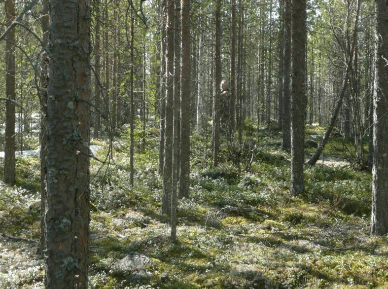 50 m:n säteellä, tähystäen laajempi alue), sähköaseman paikka lähiympäristöineen, sekä alueelle tulevien uusien tielinjojen urat ja liepeet.