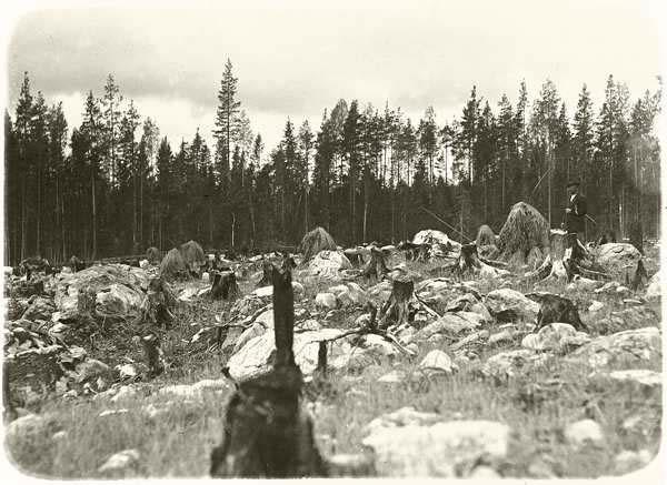 5. Valtiovalta ja organisaatiot Metsälaki Metsäntutkimus