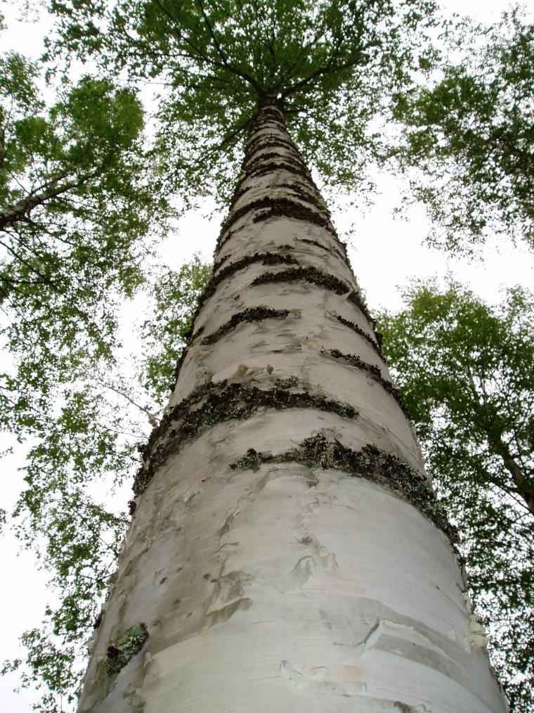 Tulevaisuuden haasteet Metsänomistajien tavoitteet Metsän tuotteet Yhteiskunnan