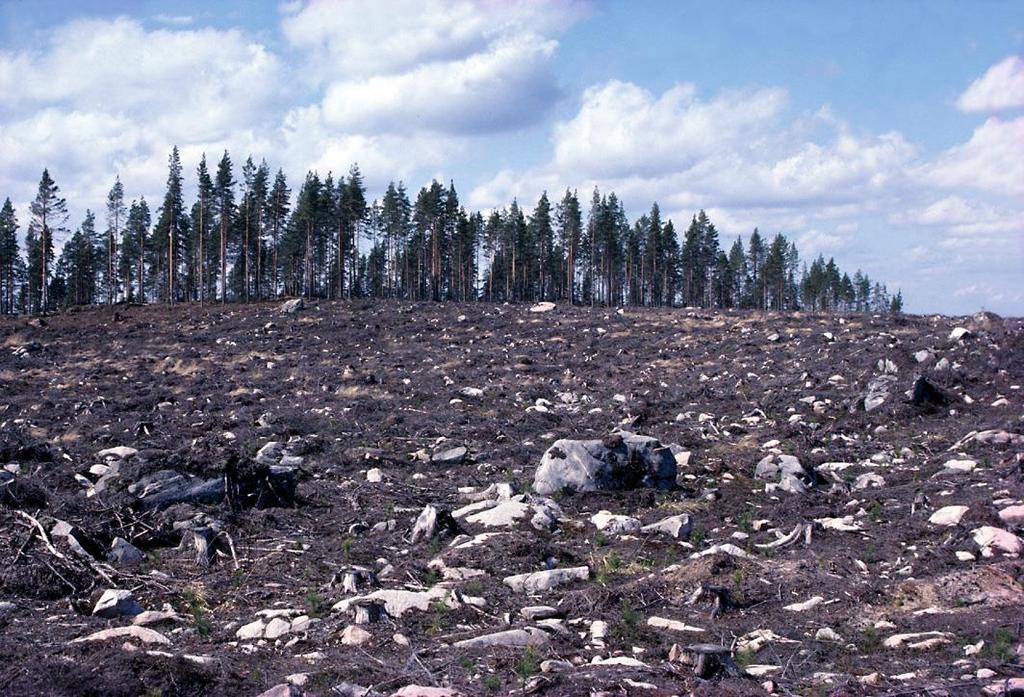 Onnistunut uudistaminen NOPEUS RIITTÄVÄ KUVION KOKO PUULAJI (TAIMILAJI)